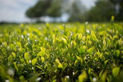 Estados Unidos es el principal comprador del té argentino