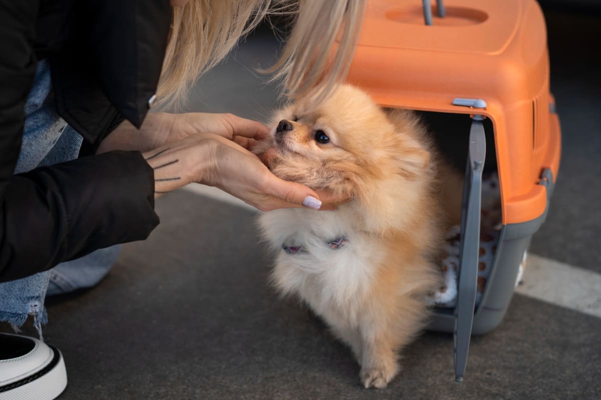 Estados Unidos exigirá para la importación de perros, una prueba de vacunación contra la rabia y resultados adecuados de pruebas serológicas de un laboratorio aprobado; entre otros requisitos