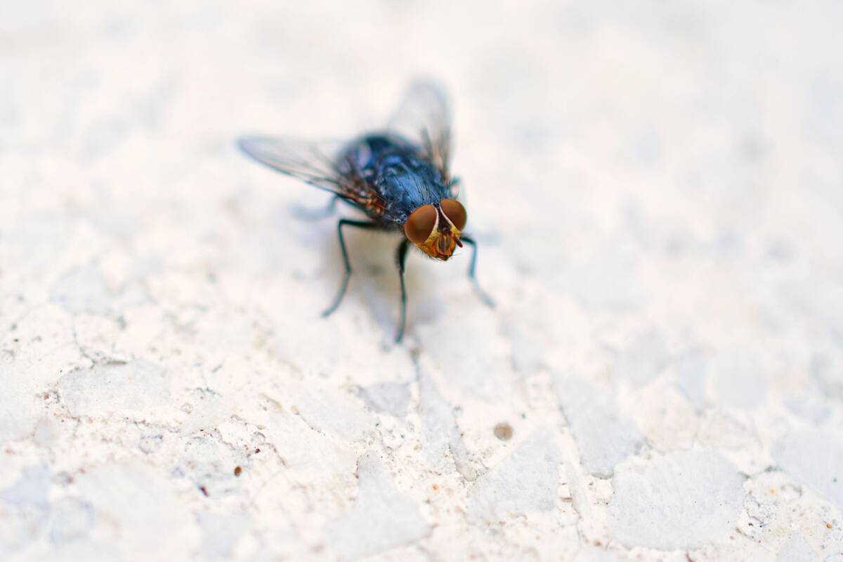 Estados Unidos instalará una fábrica de moscas en Texas, cerca de la frontera con México, para combatir la plaga del gusano barrenador (Foto ilustrativa: PIXABAY)