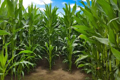 Estados Unidos tiene una gran producción destinada para la elaboración de etanol de maíz