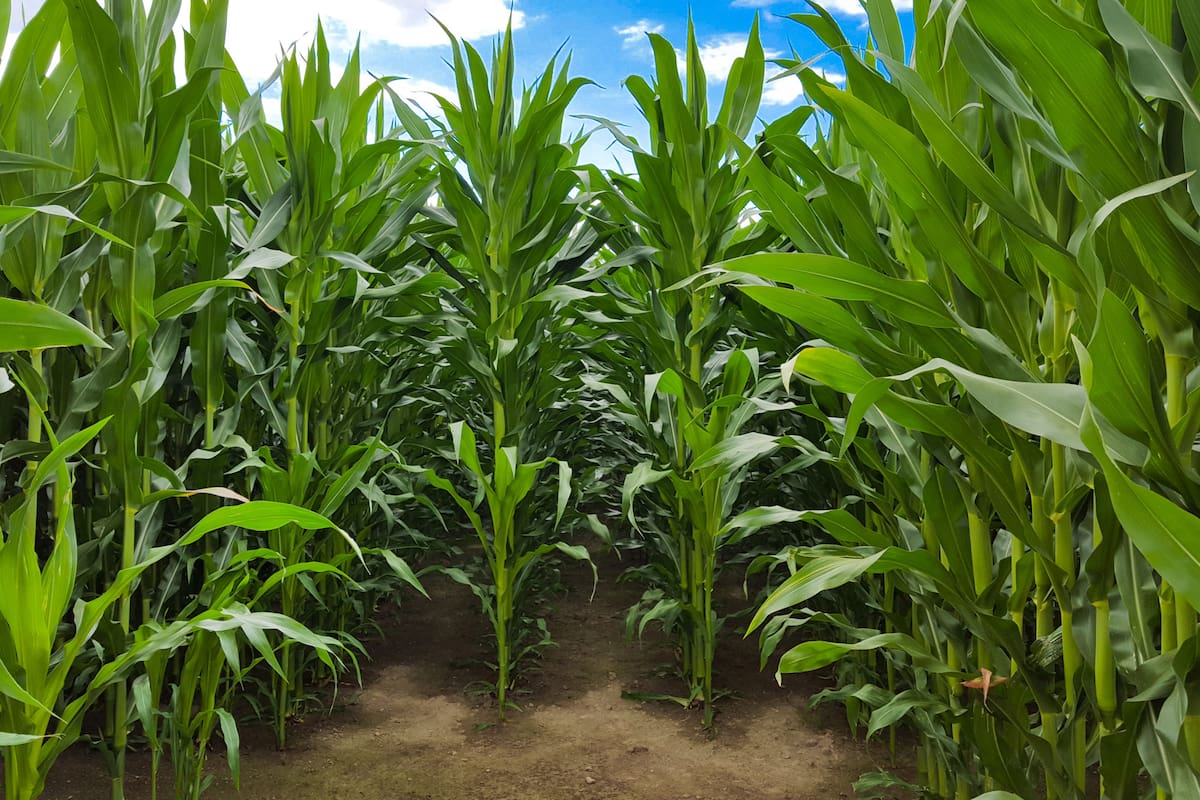 Estados Unidos tiene una gran producción destinada para la elaboración de etanol de maíz
