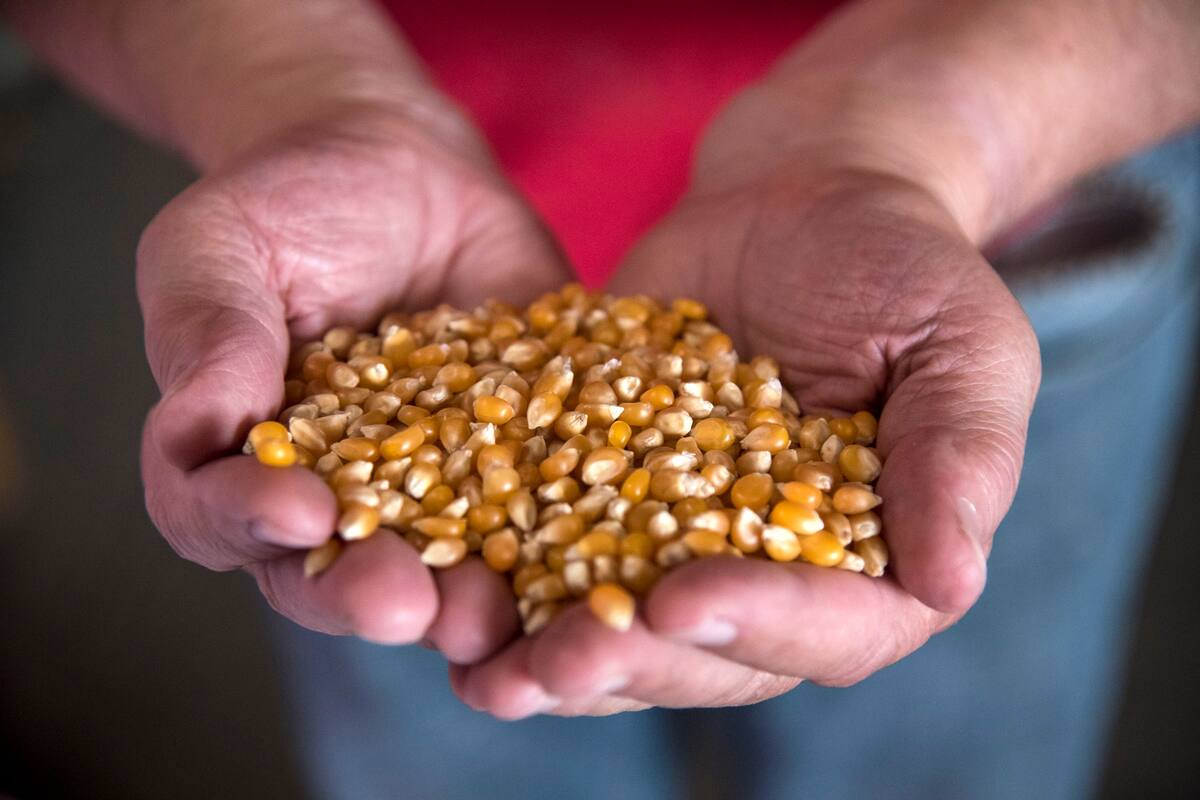 Están frenadas las ventas de maíz pisingallo