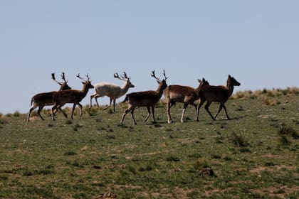 El propietario del campo, de 330 hectáreas, conserva los animales como si fuera una reserva natural