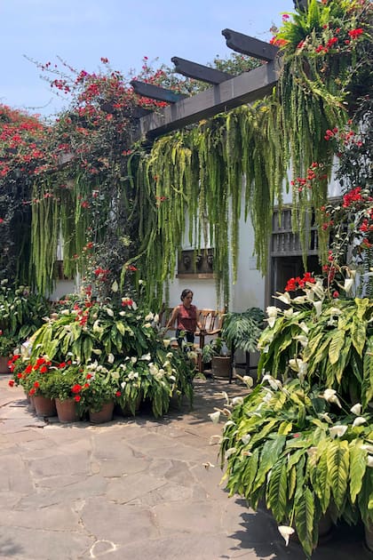 Estas aliadas del paisaje urbano aportan una sensación de bienestar y una estética orgánica que humaniza lo arquitectónico