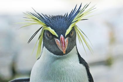 Estas aves de cejas amarillas llamadas "tawaki" en lengua maorí, son unos apasionados nadadores de larga distancia.