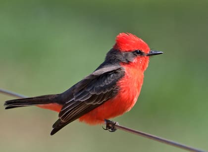 Estas aves suelen estar asociadas a distintos significados espirituales (Foto: Freepik)