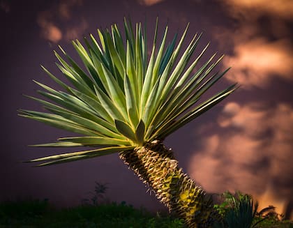 Estas bebidas típicas mexicanas son destiladas en base al agave, una planta oriunda de la región