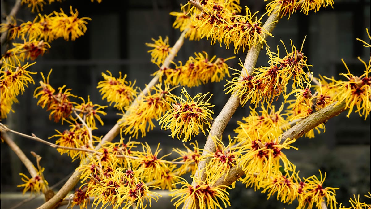 Las joyas olvidadas de los jardines de antes que vuelven a enamorar