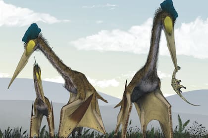 Estas criaturas eran capaces de sostener cabezas enormes, de más de 1,5 metros, en cuellos más largos que los de la jirafa de hoy en día, sin perder la capacidad de volar