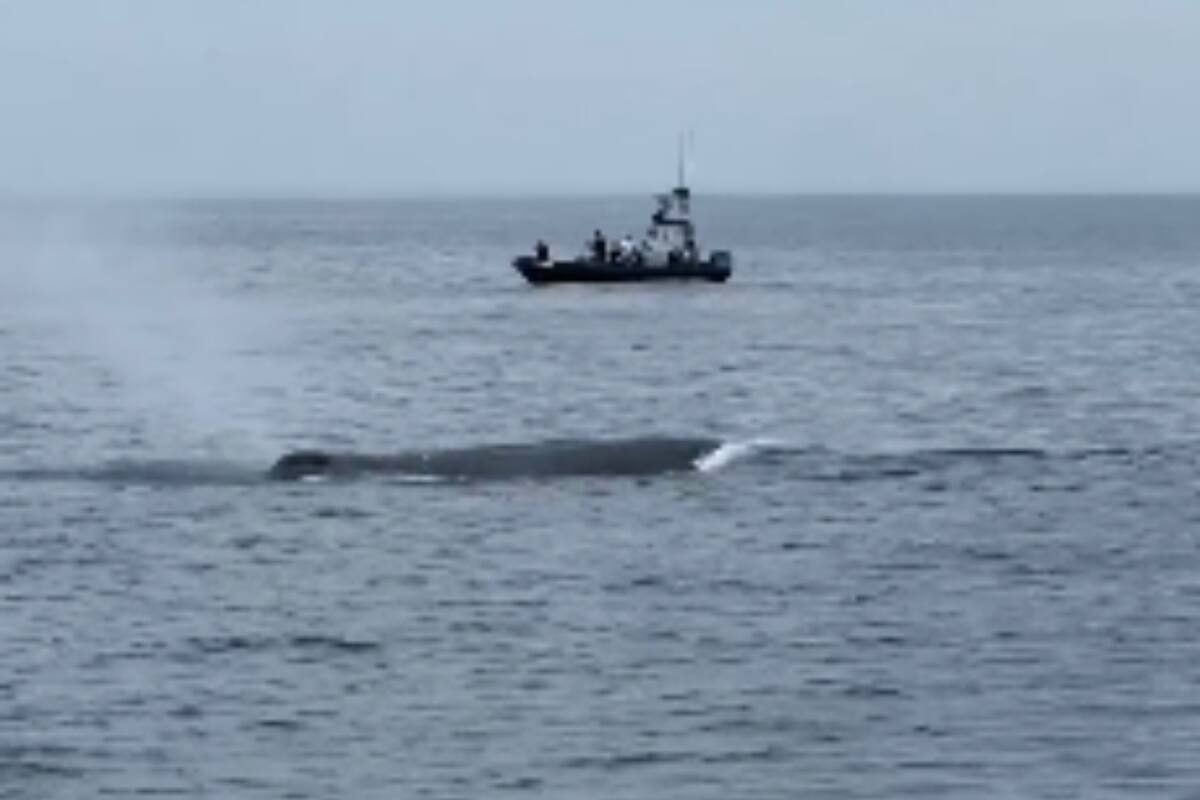 Estas criaturas suelen permanecer en el fondo del océano en busca de alimentos