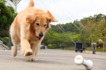 Estas herramientas proporcionan nuevas maneras de entrenar y consentir a las mascotas ya sea dentro o fuera de casa