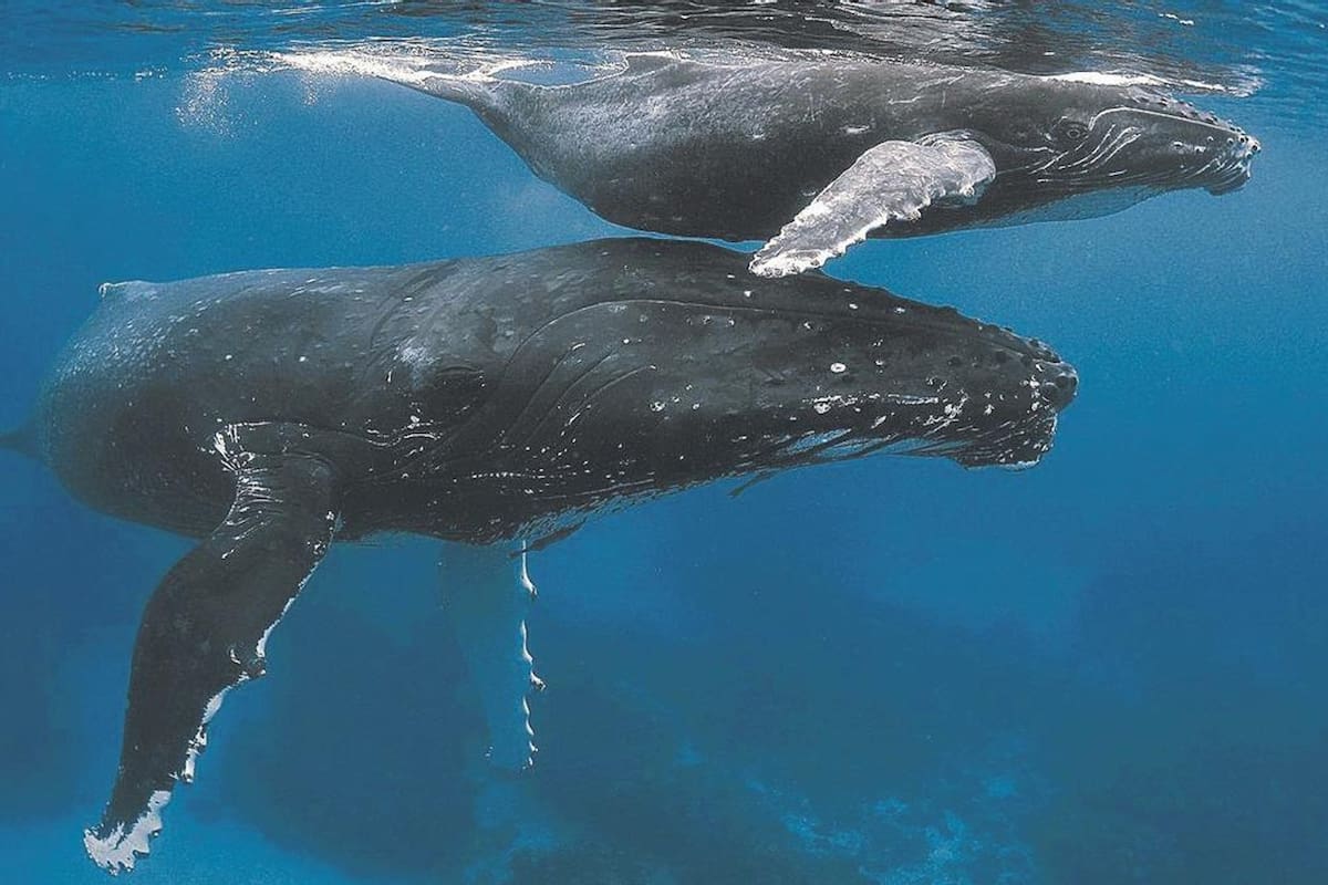 Estás imágenes ayudarán a conocer con mayor detenimiento el comportamiento de esta especie.