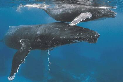 Estás imágenes ayudarán a conocer con mayor detenimiento el comportamiento de esta especie.