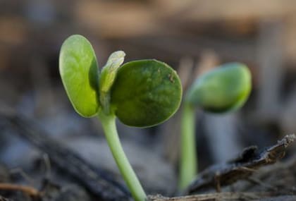 Estas lluvias vino muy bien para que continúe la recuperación de la soja, especialmente. También "para el llenado de granos de la oleoginosa de primera, que es el estado que el estado fenológico que tiene en estos momentos, asimismo para los maíces tardíos que muchos estaban en plena floración”