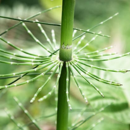 Estas plantas permiten entender el clima en la antigüedad (Foto: Freepik)