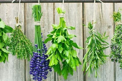 Estas plantas pueden conseguirse en viveros para el cultivo, o en dietéticas