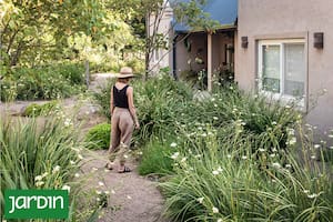 Estas plantas se ganaron su lugar no por delicadas, sino porque funcionan bien en jardines urbanos argentinos, con mínimo riego y pocas intervenciones