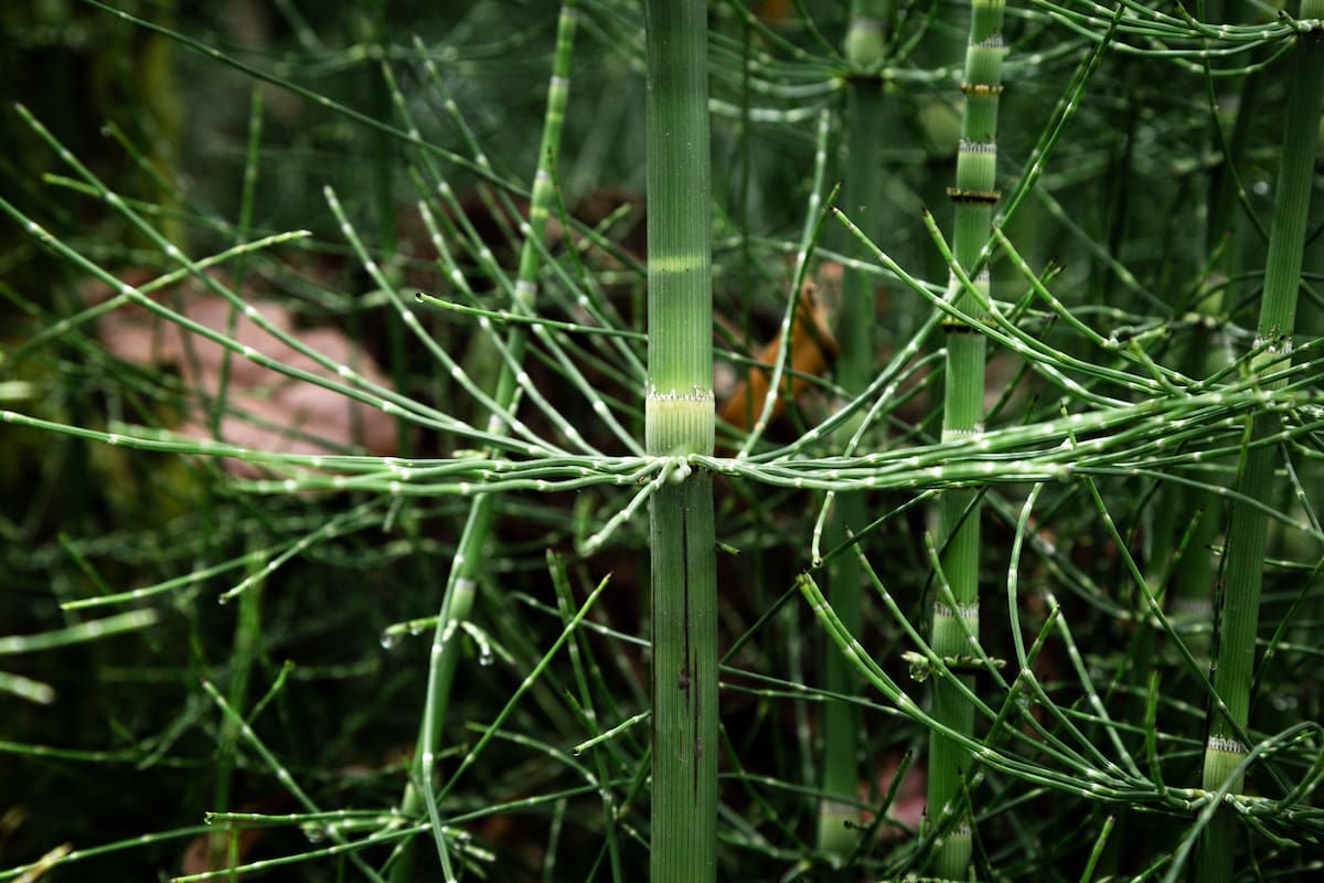 Estas plantas son muy peculiares (Foto: Freepik)