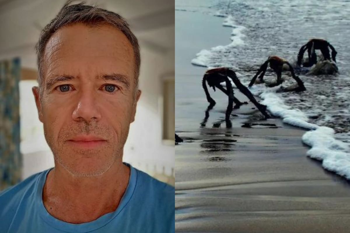 Estas plantas tienen un color verde opaco, a veces con un aspecto ligeramente azulado (Foto:Facebook de Jan Vaster)