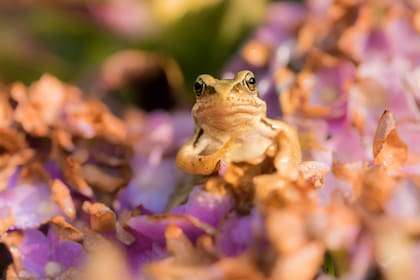 Estas ranas no atraviesan la etapa de renacuajos sino que nacen de sus huevos completamente formadas