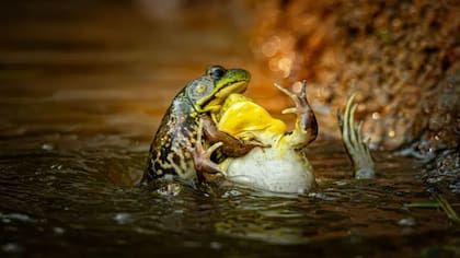 Estas ranas verdes fueron fotografiadas en Maine, Estados Unidos