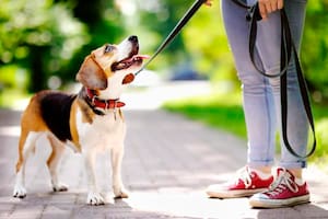 Estas son las 15 palabras que tu perro entiende a la perfección