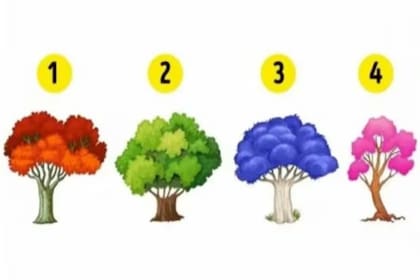 Estas son las cuatro opciones de árboles para elegir. Foto: namastest.net