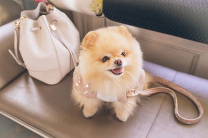 Estas son las enfermedades que transmiten los perros con la saliva
