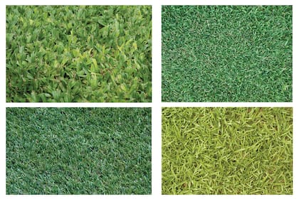 Estas son las especies de césped para regiones templadas y cálidas. De arriba abajo y de izquierda a derecha: grama bahiana, kikuyo, gramillón y bermuda.