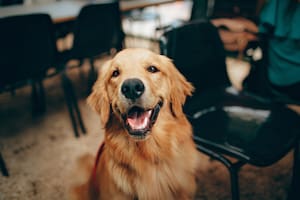 Estas son las razas de perros más cariñosos del mundo