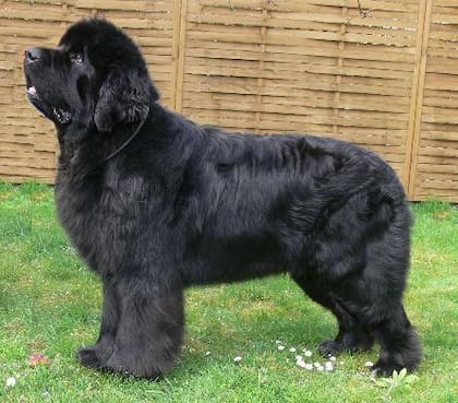 Estas son las razas de perros más grandes del mundo