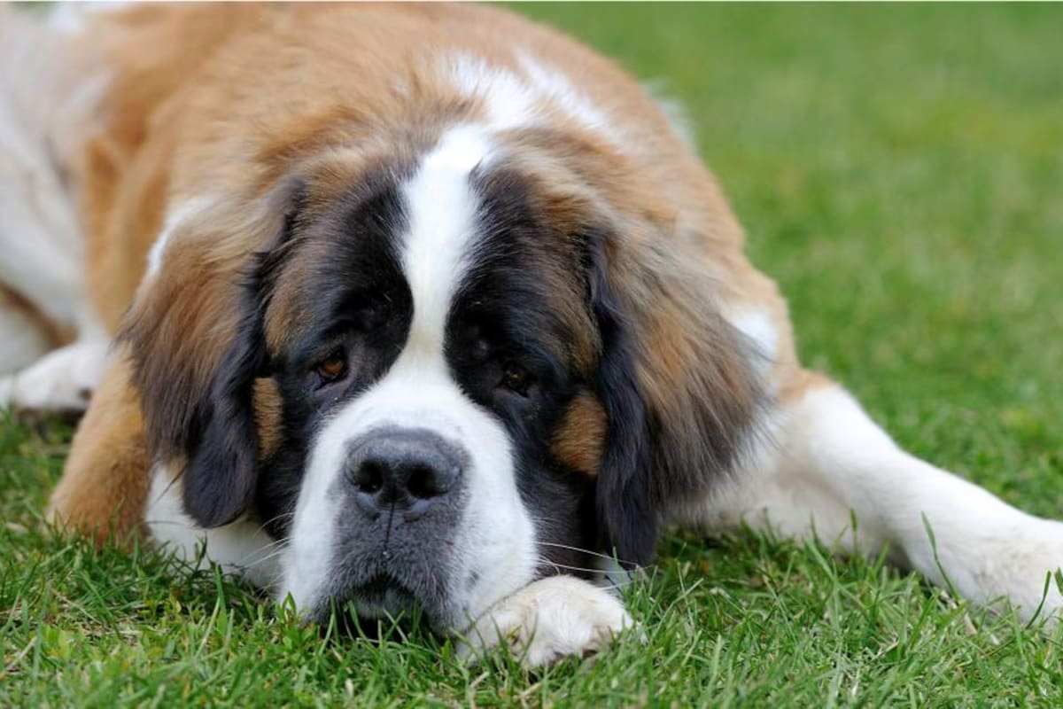 Estas son las razas de perros más grandes del mundo