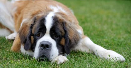 Estas son las razas de perros más grandes del mundo