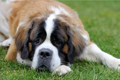 Estas son las razas de perros más grandes del mundo