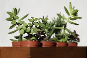 Estas son las tres plantas que ayuda a mantener una piel sana y firme (imagen ilustrativa)