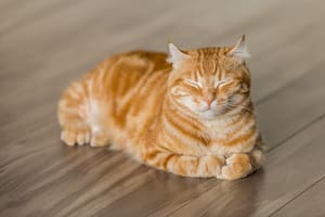 Este 8 de agosto se celebra el Día Internacional del Gato
