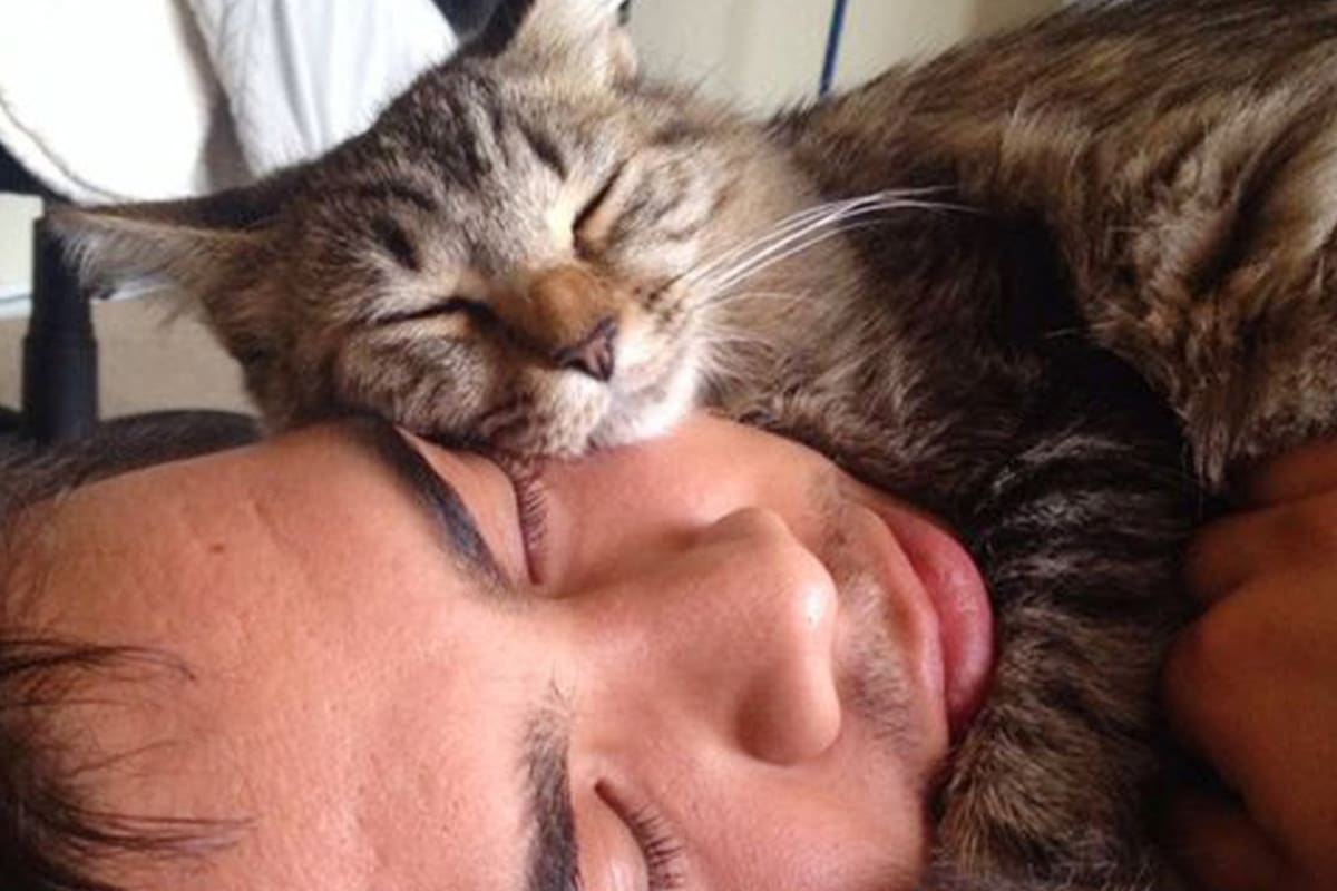 Este acto combina los instintos ancestrales de los gatos y su búsqueda de conexión emocional