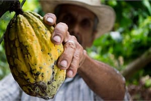 Este alimento, de gran valor para la civilización maya y muy popular en la actualidad, aporta grandes beneficios para la salud