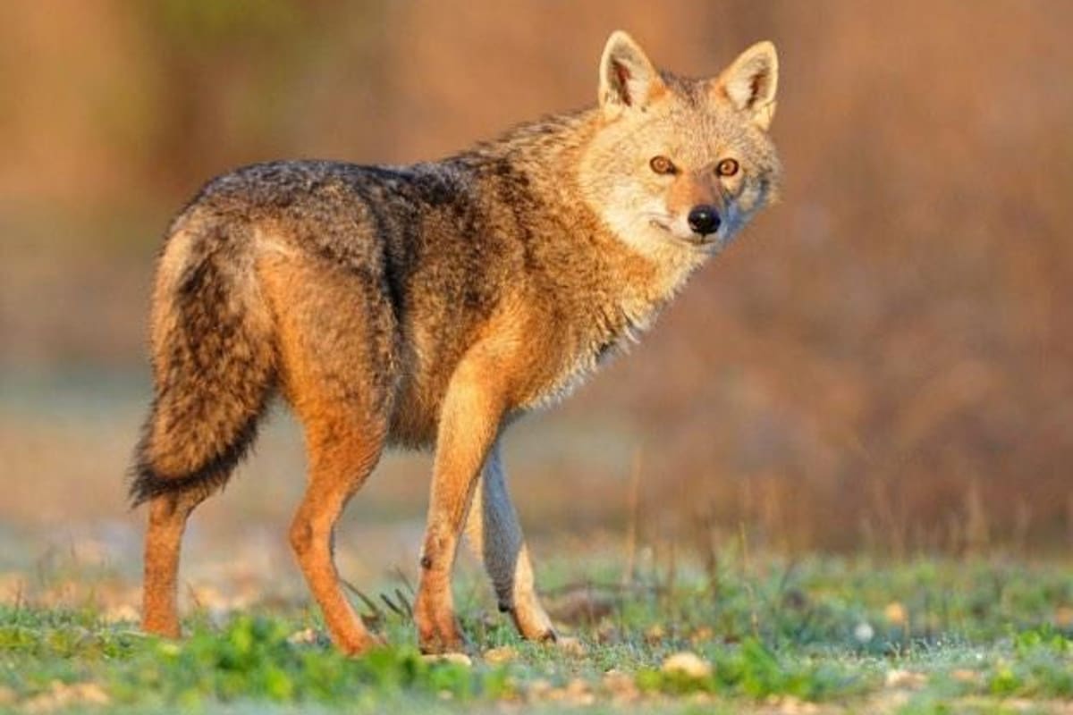 Este animal es familiar del lobo y apareció por primera vez en la región sorprendiendo a los especialistas.