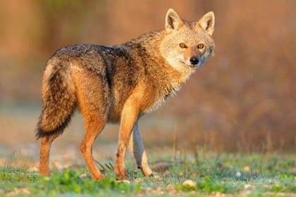 Este animal es familiar del lobo y apareció por primera vez en la región sorprendiendo a los especialistas.