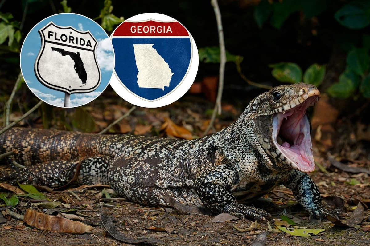 Este animal es originario de Argentina