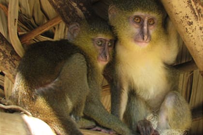 Este animal fue visto por primera vez en 2007