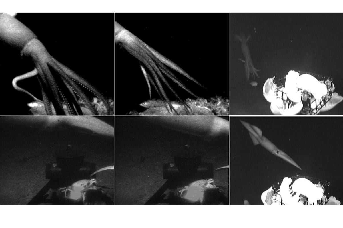 Este animal inspiró numerosas leyendas de "terror" sobre las profundidades marinas