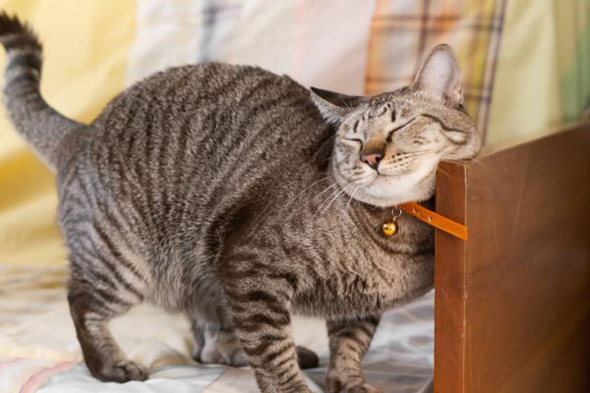 Este animal tiene una forma peculiar de comportarse y expresar amor