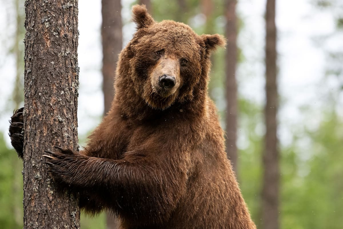 Este año, al menos 26 personas han fallecido en ataques de osos desde la primavera boreal rusa, cuando los osos hambrientos salen de la hibernación, según la agencia de noticias rusa RIA Novosti