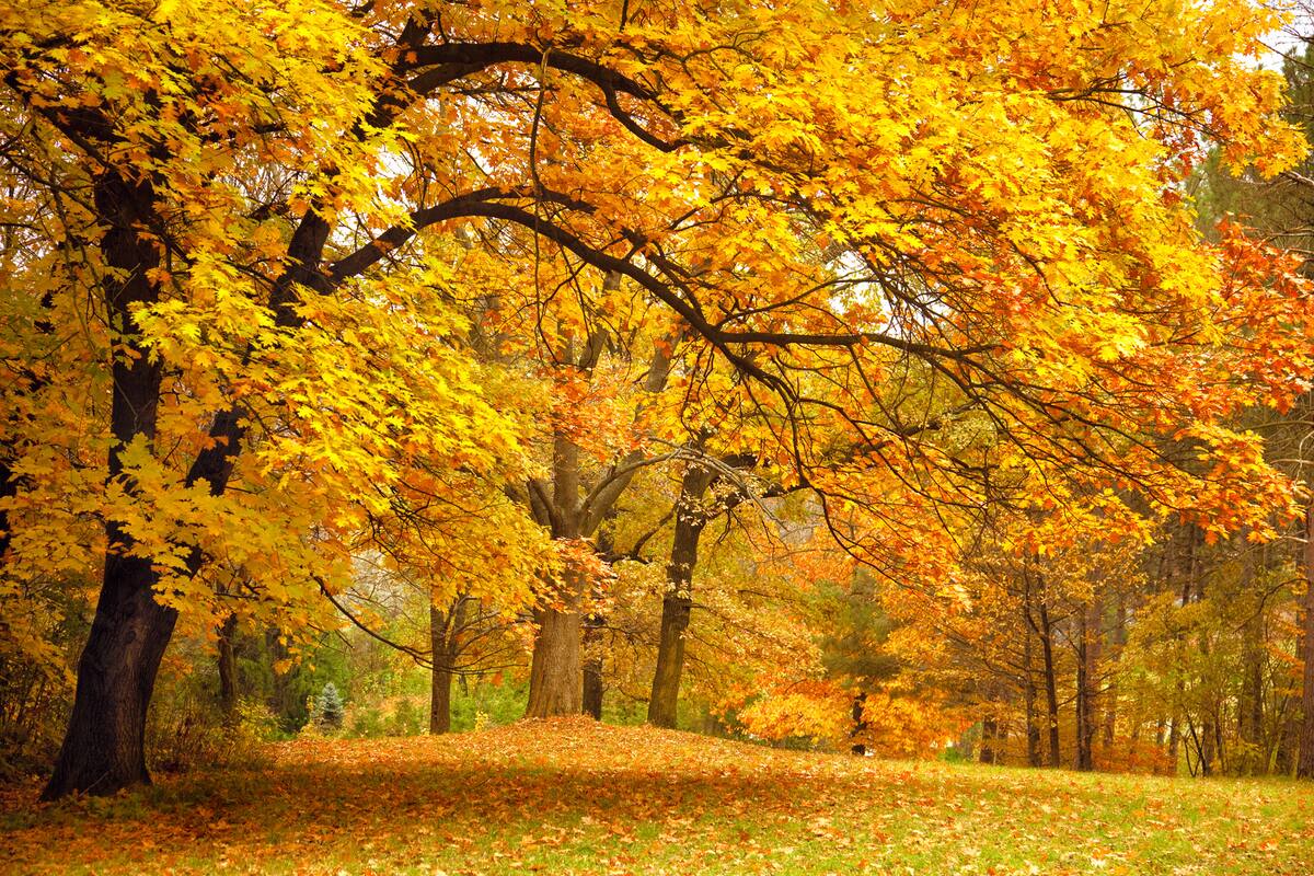 Este año el otoño comenzará el 20 de marzo