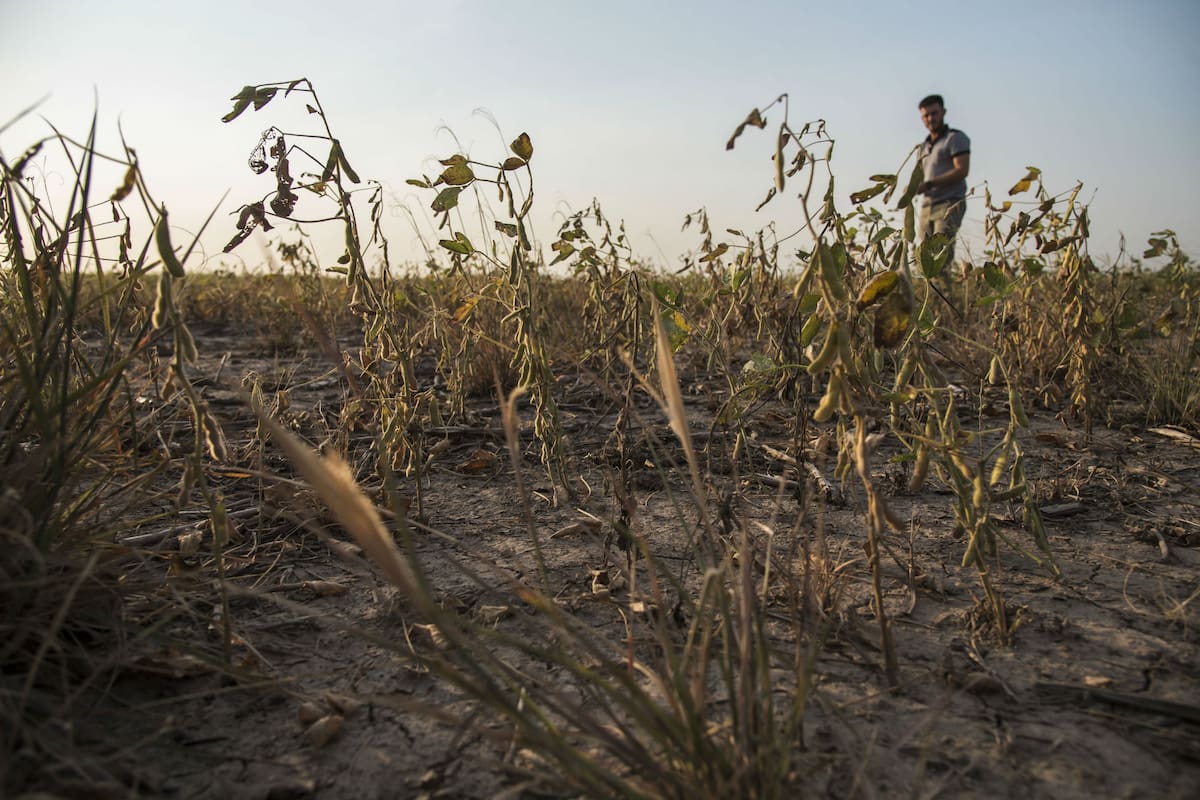 Este año ha sido uno de los más secos para los productores