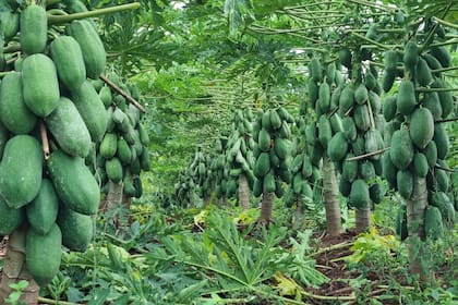 Este año hay sobreproducción de papaya o mamón