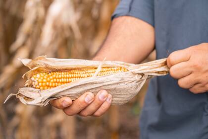 Este año los agricultores argentinos irán por la recuperación del área de maíz