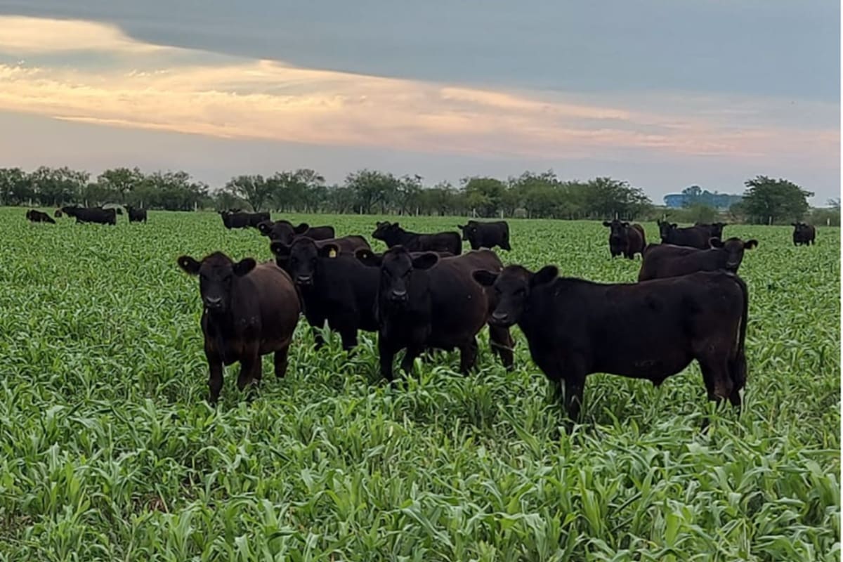 Este año mejoraron las condiciones climáticas